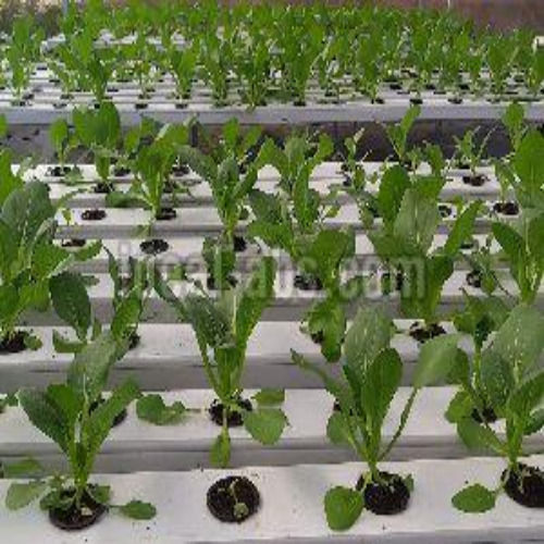 Hydroponic System With Polyhouse For Vegetables, Fruits And Flower Farming