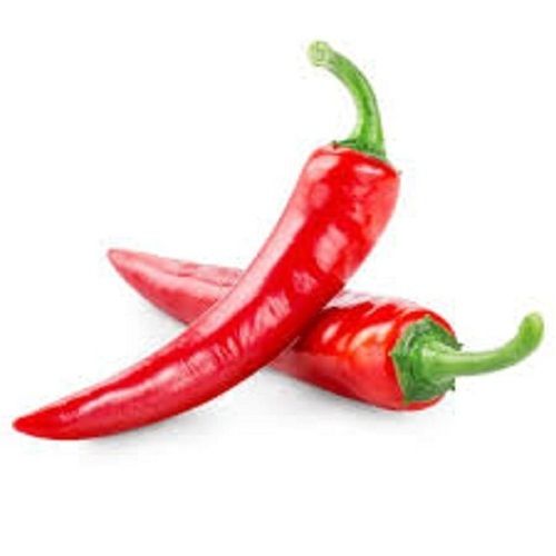 Indian Origin A Grade 100% Pure Fresh Spicy Red Chilli For Enhance Taste On Dishes