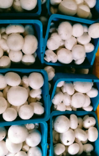 Round Fungiculture Cultivated Agaricus Seasoned Fresh Mushroom Capacity: 600 Kg/Hr