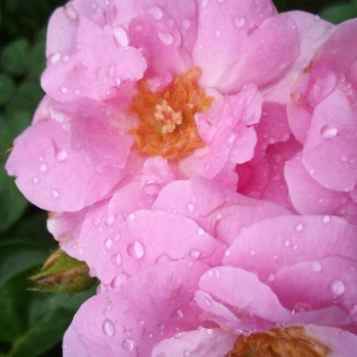 Pink Rose Flowers