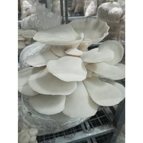 100% Organic Oyster Mushroom, 17% Protein