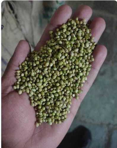 100 Percent Natural And Fresh Raw Whole Coriander Seeds For Cooking