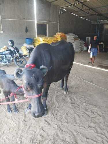 Healthy And Active Pure Jet Black Murrah Buffalo, 10 Litre Milk, 2nd Lactation
