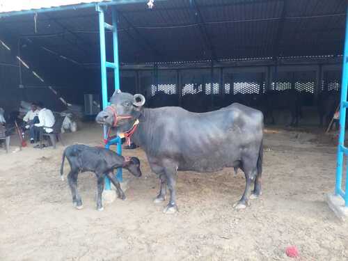 Pure Jet Black Second Lactation Indian Female Murrah Buffalo With 9 Liter Milking Capacity