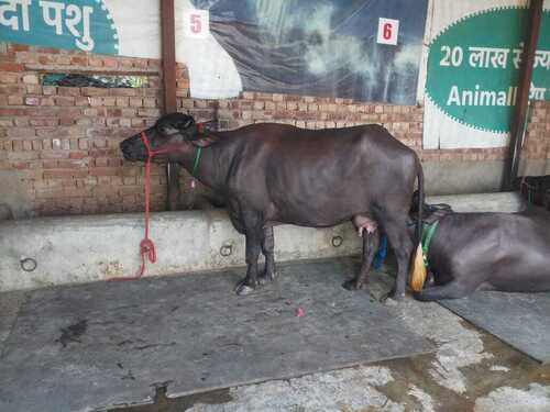 प्योर जेट ब्लैक थर्ड लैक्टेशन उच्च दूध देने की क्षमता वाली भारतीय महिला मुर्रा भैंस