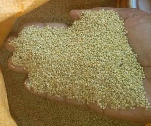 Silver Browntop Millet With 1 Year Shelf Life And Packaging Size 50 Kg, 4% Moisture