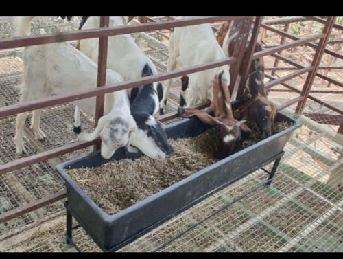 Sheep And Goat Feeder Non Toxic Plastic Tray For Poultry Farm Direction: As Suggested