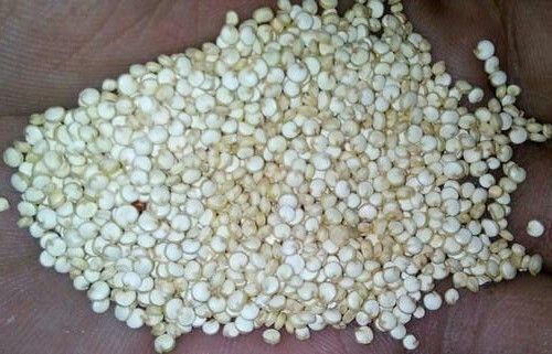 White Quinoa Seed With 1 Year Shelf Life and Packaging Size 50 Kg, 99% Purity