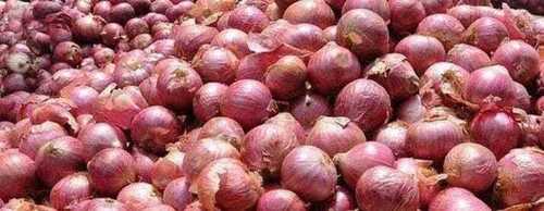 Fresh And Organic Red Onion For Cooking Use, 7 Days Shelf Life
