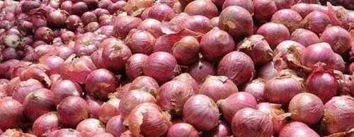 Liquid Fresh And Organic Red Onion For Cooking Use, 7 Days Shelf Life