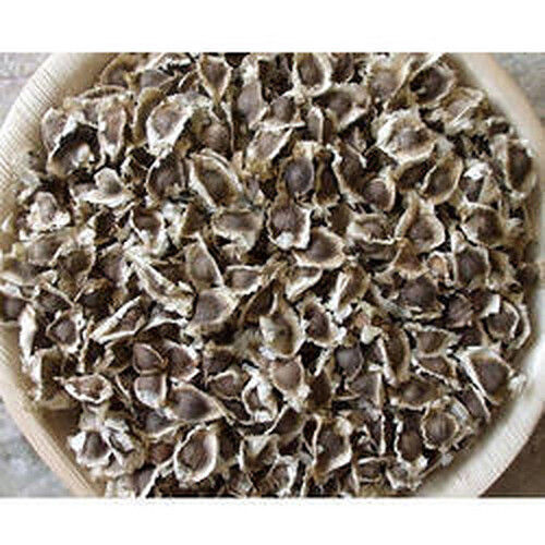 Moringa Dry Seeds With Packaging Size 25 Kg And Moisture 12% And Purity 98%