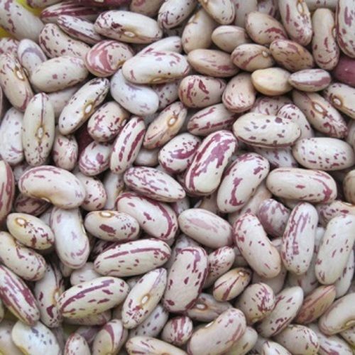 Natural Healthy Rich Taste No Artificial Color Dried Organic Light Speckled Kidney Beans
