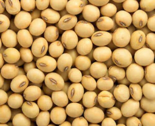 White Non Gmo Soya Beans