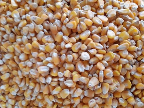 Superior Grade Yellow Maize