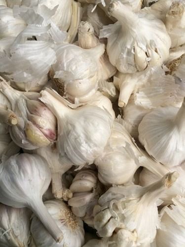 100% Pure Round Shape Raw White Garlic Shelf Life: 1 Months