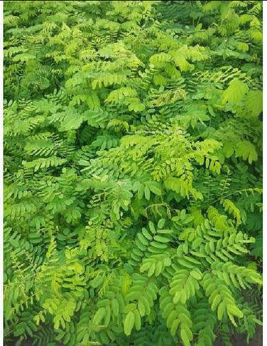 Genus Pterocarpus Fabaceae Family Outdoor Ratanjali Plant