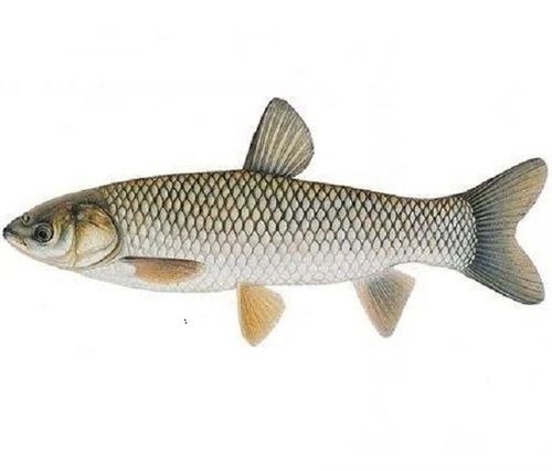 Good For Health Rich In Protein Whole Frozen Grass Carp Fish (1.5 Kg)