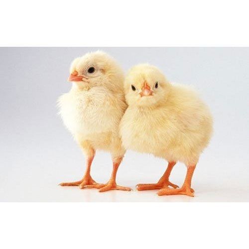 White Live Aseel Chicks