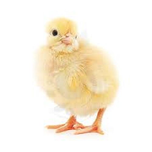 Live Yellow Aseel Chicks