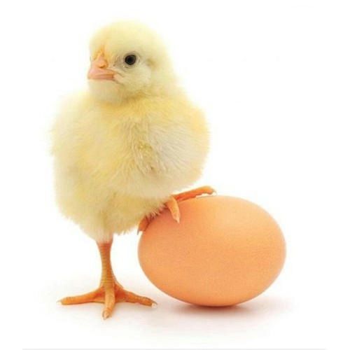 Live Yellow Aseel Chicks Size: Standard