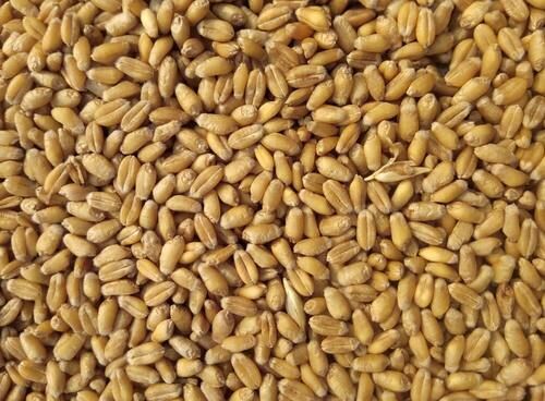 Organic Wheat Used In Cooking, Bread And Cookies Making