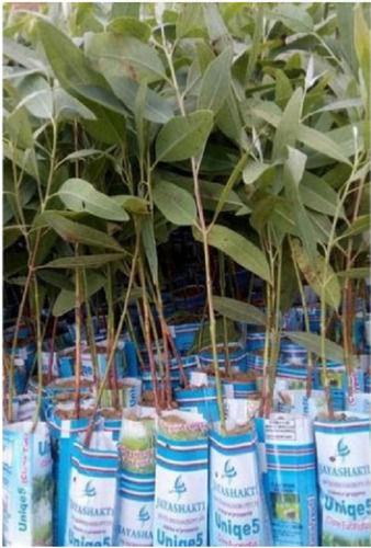60 Centimeter Stem Fresh Outdoor Eucalyptus Plant