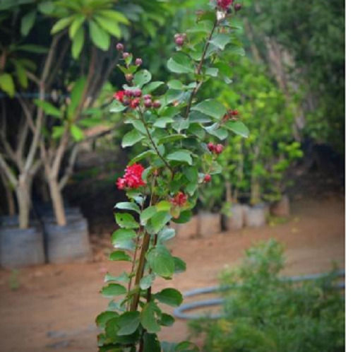 Indian Beautiful Lythraceae Lagerstroemia Indica Red Flowering Plant 