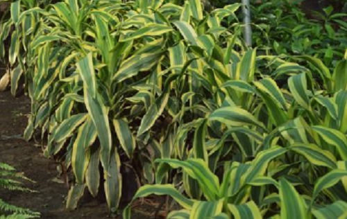 Dracena Victoria Fragrance Ornamental Garden Decorative Plant