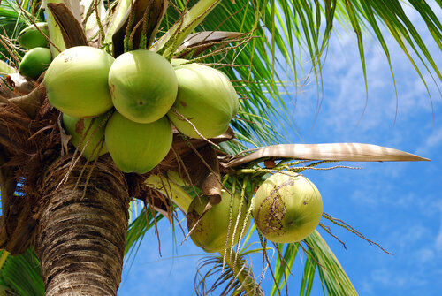 एक ग्रेड बड़ा और मध्यम आकार का हरा ताजा नारियल 