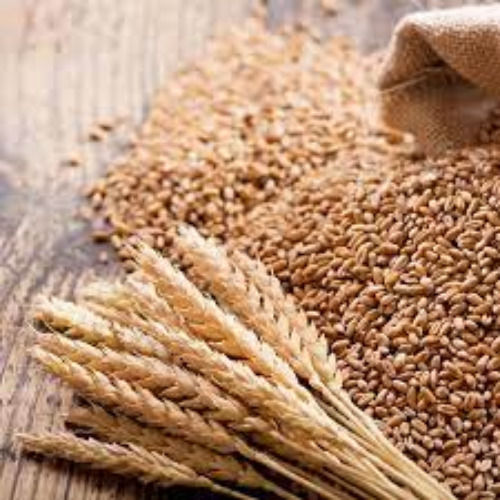 Golden Brown Natural Wheat Seeds For Food Processing, 5gm Protein
