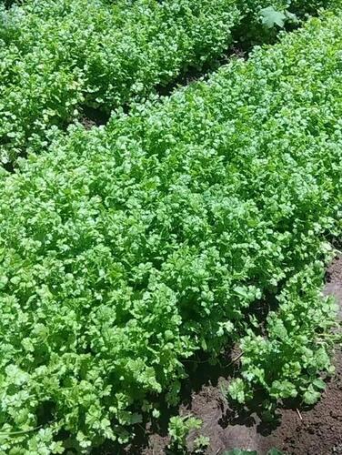 बड़ा ताजा धनिया