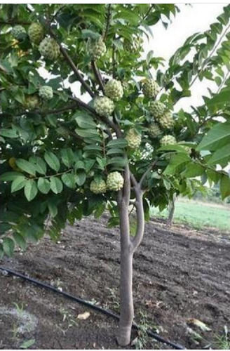 Eco Friendly Anona Glabra Breed Flower Custard Apple Plant