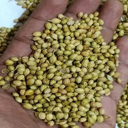 Higher Levels Of Vitamins Inflammatory Properties Fresh Good For Health Coriander Seed