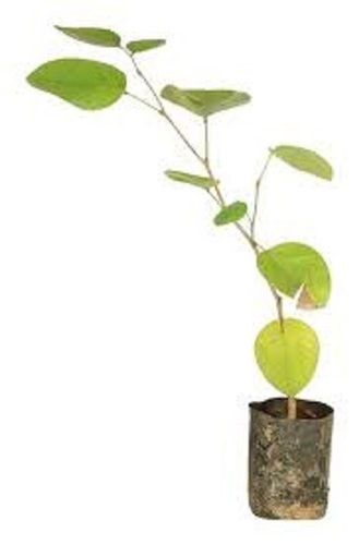 Solid Green Leaves Sandalwood Plant