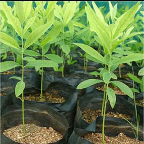 Solid Sandalwood Plant