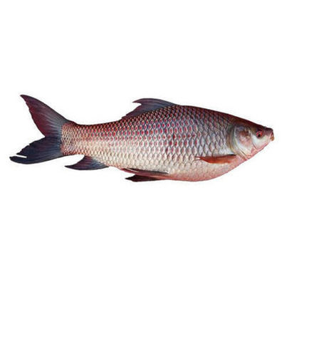 Fresh And Tasty Rohu Fish