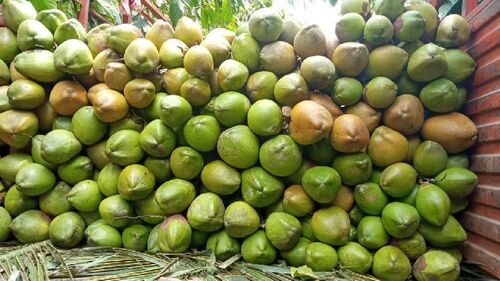 Export Quaity Indian Whole Green Tender Coconut