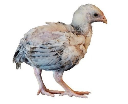 40 Gram 2 Week Old Aseel Poultry Farm Chick