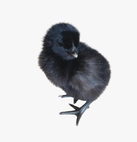 Black Easy To Carry Fat Free 35 Gram 1 Week Old Kadaknath Poultry Farm Chick