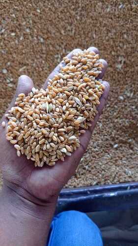 Indian Origin Organically Grown Golden 25 Kg Whole Wheat Grains