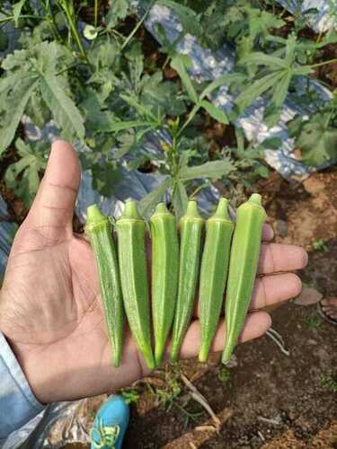 100% Fresh And Organic Edible Whole Green Lady Finger Vegetable (Okra)