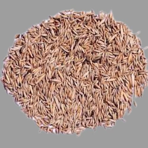 Common 100% Pure A Grade Brown Bamboo Seeds