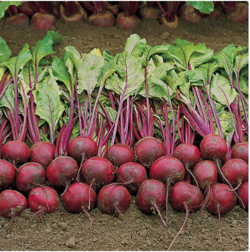 20% Moisture 1 Kg Food Grade Vegetarian Rabi Season Beetroot Seeds