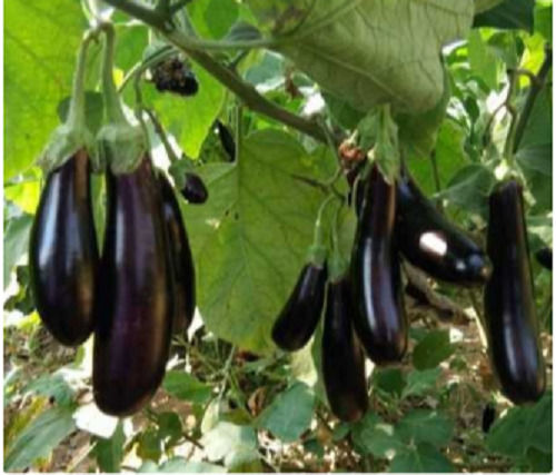 Blue 8% Moisture Rabi Session Hybrid Brinjal Seeds For Agricultural Use