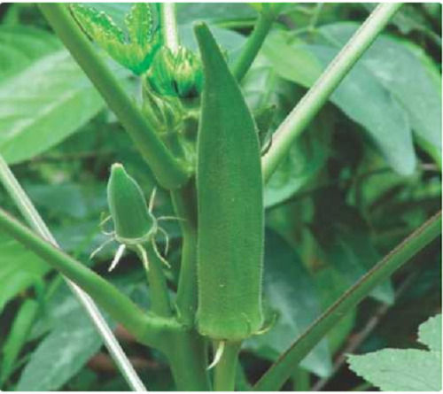 A Grade 20% Moisture Rabi Season Hybrid Okra Seeds For Cropping Use