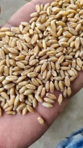 Export Quality Machiine Cleaned High Fiber Whole Wheat Grain (Gehu)