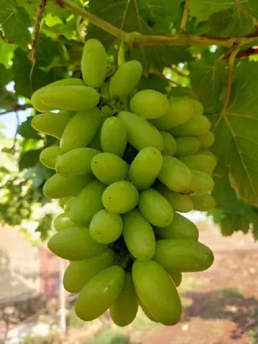 Farm Fresh Green Juicy And Pulpy Seedless Super Sonaka Green Grapes (Angoor)