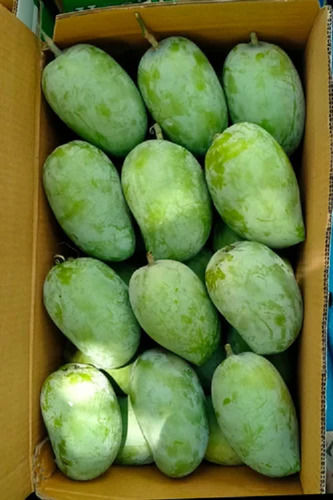Preservatives Free Natural Sweet Fresh Whole Green Kesar Mango Fruit