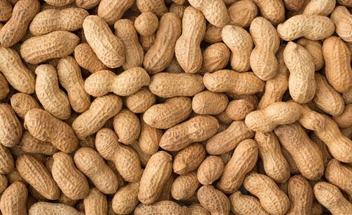 Dried Peanuts With 50 Kg Packaging Size And 1 Year Shelf Life, 52% Protien Age Group: All Age Group