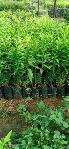 Green Natural Sandalwood Plant 